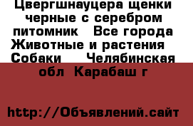 Цвергшнауцера щенки черные с серебром питомник - Все города Животные и растения » Собаки   . Челябинская обл.,Карабаш г.